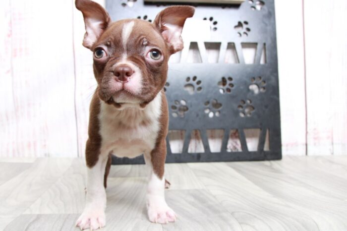 Scotty - Handsome ACA Male Boston Terrier Puppy - Image 4