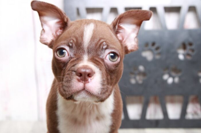 Scotty - Handsome ACA Male Boston Terrier Puppy - Image 3