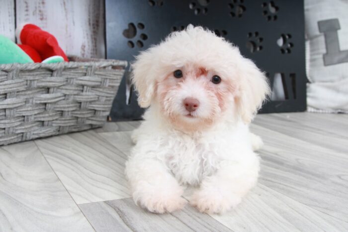 Scrappy - Beautiful ACA Cream Female Toy Poodle Puppy - Image 2