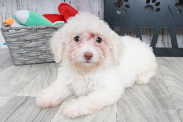 Scrappy - Beautiful ACA Cream Female Toy Poodle Puppy - Image 3