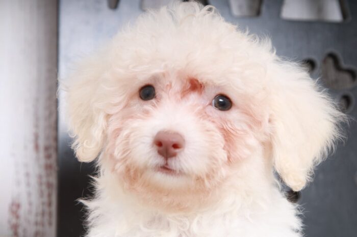Scrappy - Beautiful ACA Cream Female Toy Poodle Puppy - Image 4