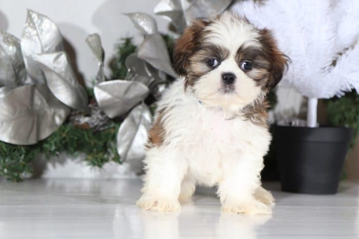 Scully - Sweet Shih Tzu - Image 2