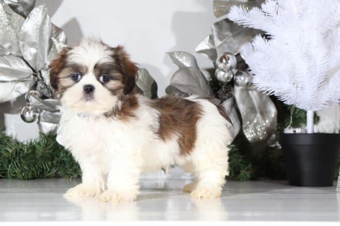Scully - Sweet Shih Tzu - Image 3