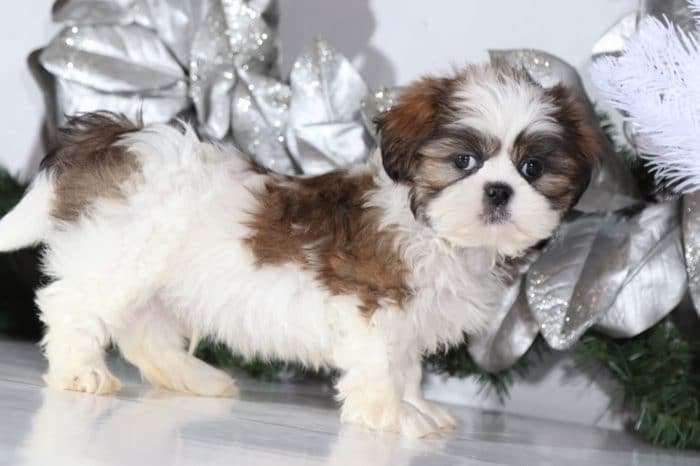 Scully - Sweet Shih Tzu - Image 4