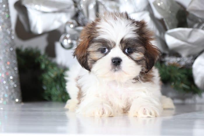 Scully - Sweet Shih Tzu