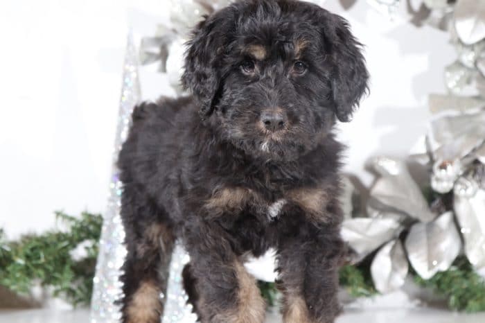 Sea - Perfect Bernedoodle