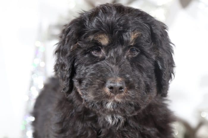 Sea - Perfect Bernedoodle - Image 2