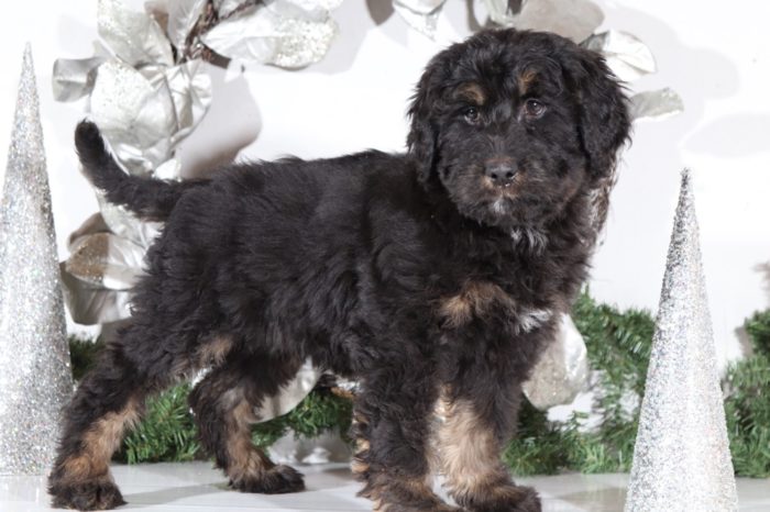 Sea - Perfect Bernedoodle - Image 3