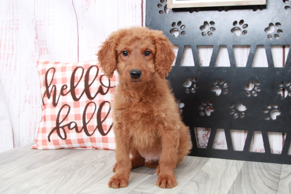 Sebastian - Loyal Mini Male Goldendoodle Puppy