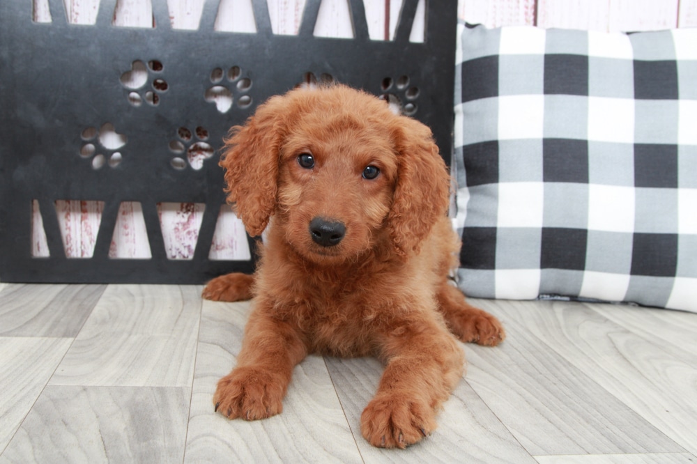 Sebastian - Loyal Mini Male Goldendoodle Puppy - Image 2
