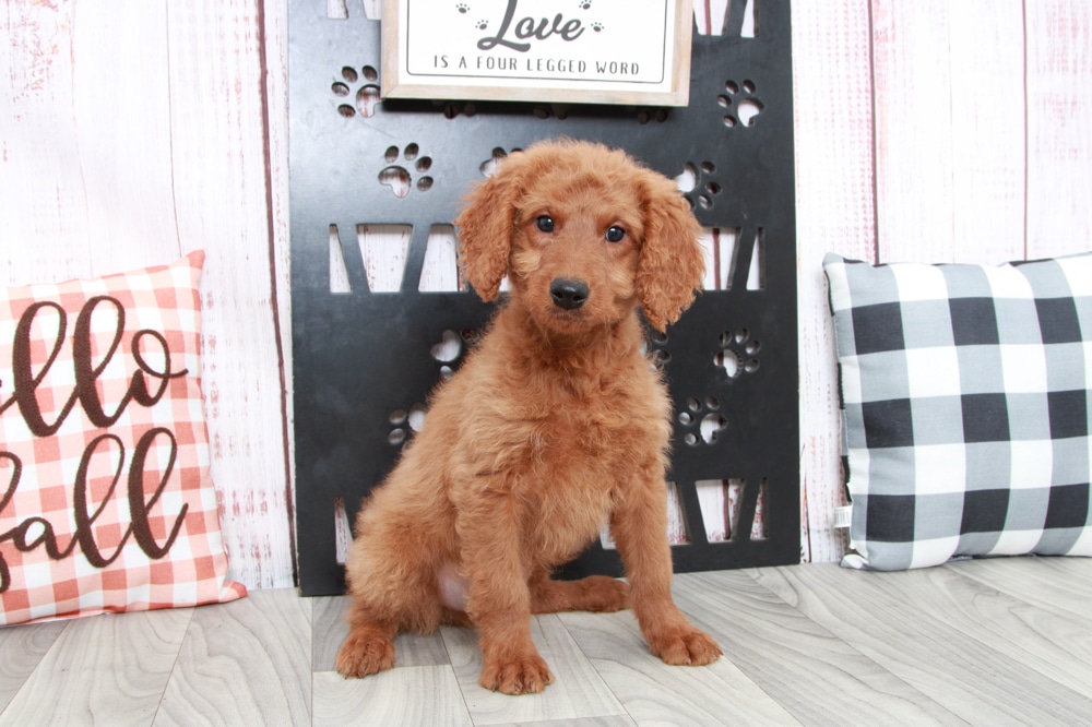 Sebastian - Loyal Mini Male Goldendoodle Puppy - Image 5