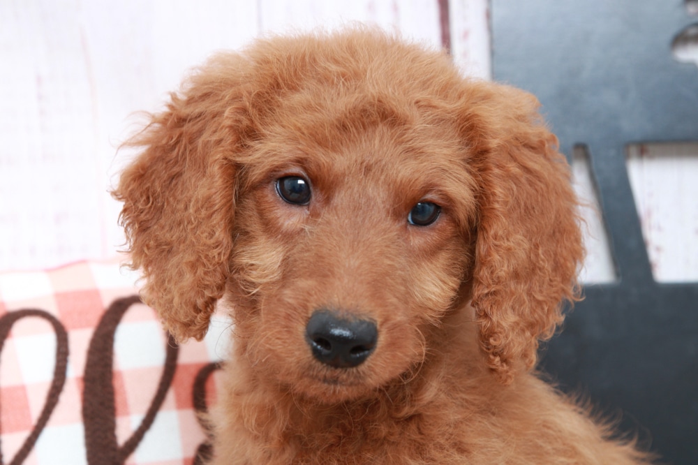 Sebastian - Loyal Mini Male Goldendoodle Puppy - Image 3