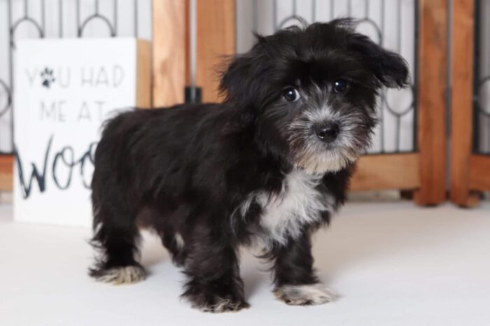 Seth - Playful Male Morkie Puppy