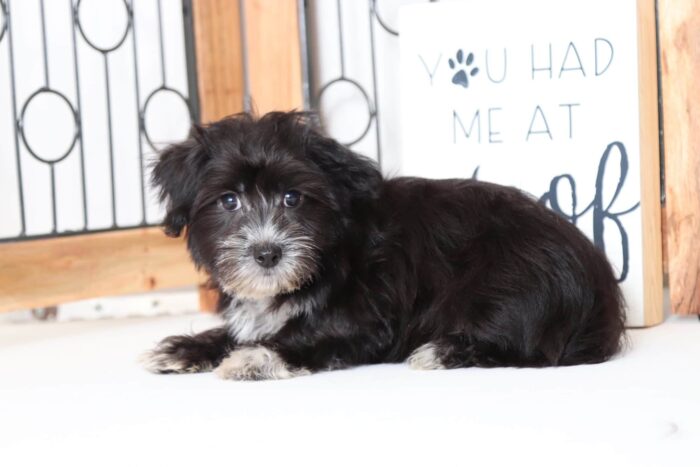Seth - Playful Male Morkie Puppy - Image 2