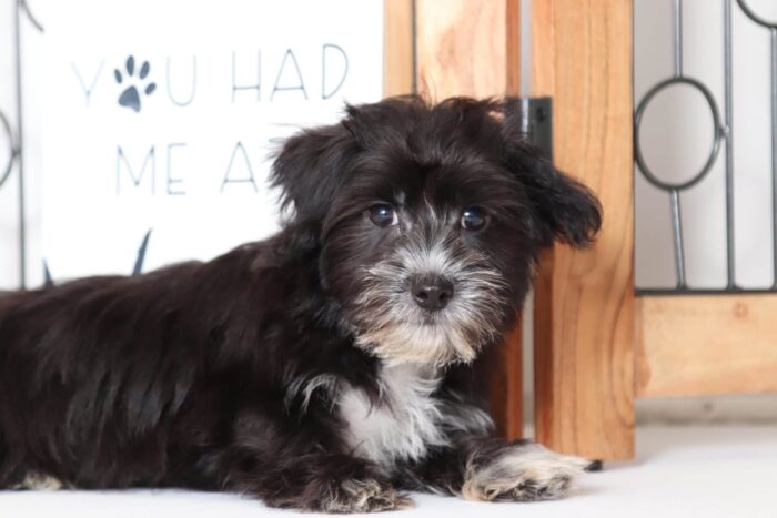 Seth - Playful Male Morkie Puppy - Image 3