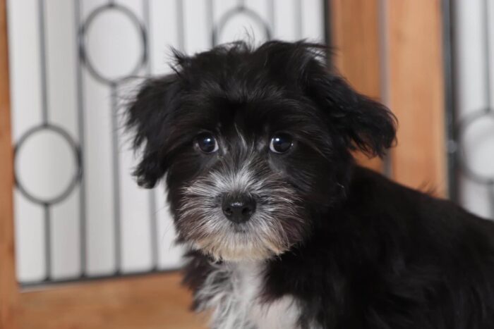 Seth - Playful Male Morkie Puppy - Image 4
