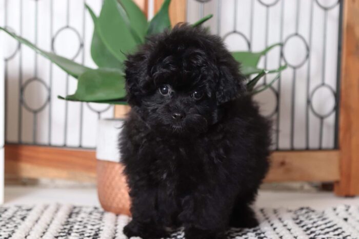Shadow - Perfect Male Pomapoo Puppy