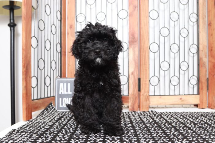 Shadow- Adorable Little Male Shih Poo Puppy