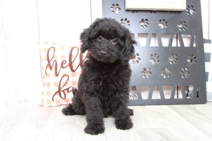 Shadow - Handsome Black Male Poochon Puppy