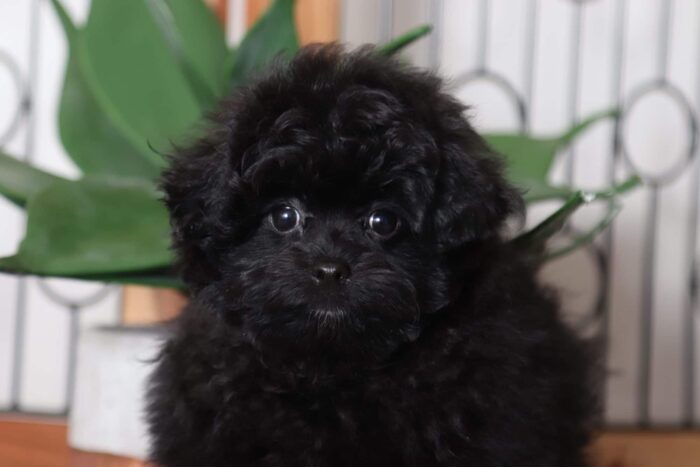 Shadow - Perfect Male Pomapoo Puppy - Image 2