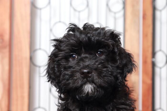 Shadow- Adorable Little Male Shih Poo Puppy - Image 2