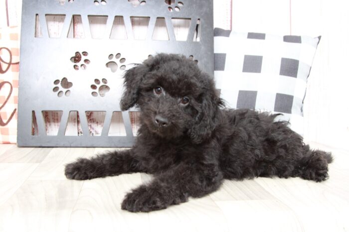Shadow - Handsome Black Male Poochon Puppy - Image 2
