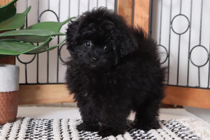 Shadow - Perfect Male Pomapoo Puppy - Image 3