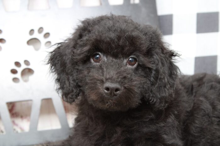 Shadow - Handsome Black Male Poochon Puppy - Image 5