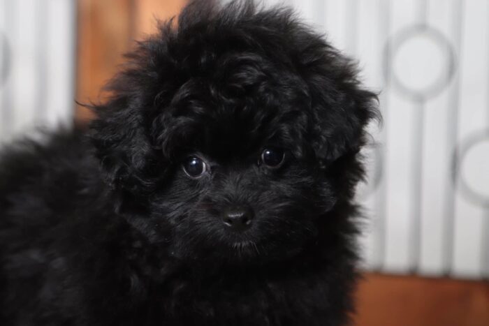 Shadow - Perfect Male Pomapoo Puppy - Image 4