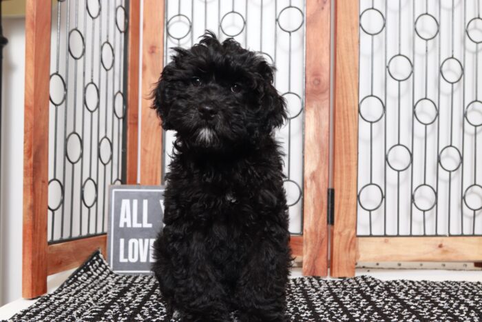 Shadow- Adorable Little Male Shih Poo Puppy - Image 3