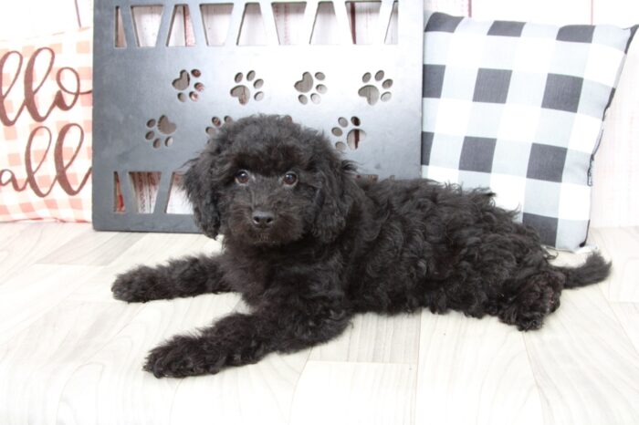 Shadow - Handsome Black Male Poochon Puppy - Image 4