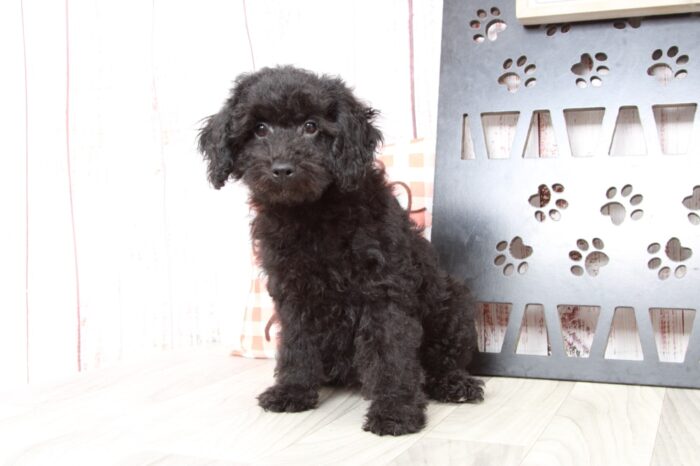 Shadow - Handsome Black Male Poochon Puppy - Image 3