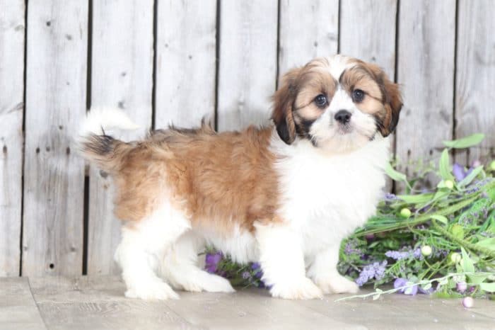 Shasta - Beautiful Cava-Tzu - Puppies Online