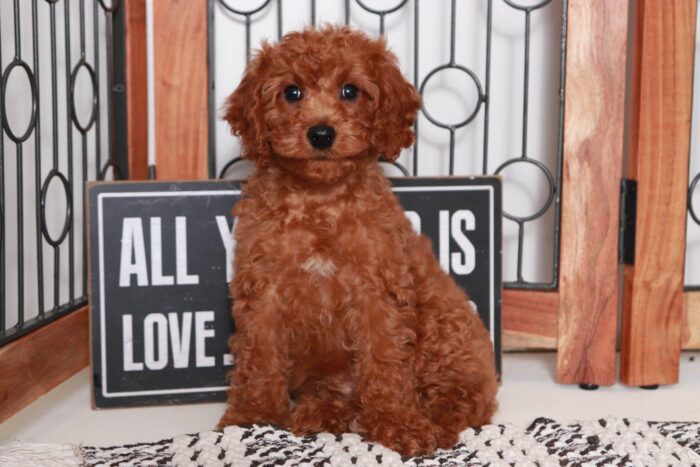 Shaw- Funny Little Red Male F1B Cavapoo Puppy