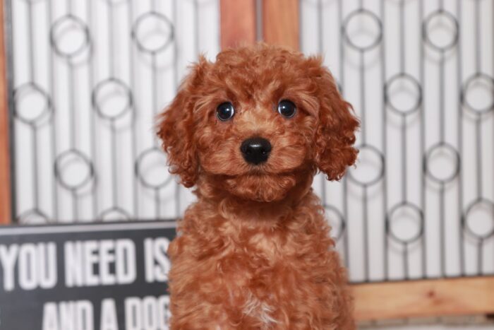 Shaw- Funny Little Red Male F1B Cavapoo Puppy - Image 2