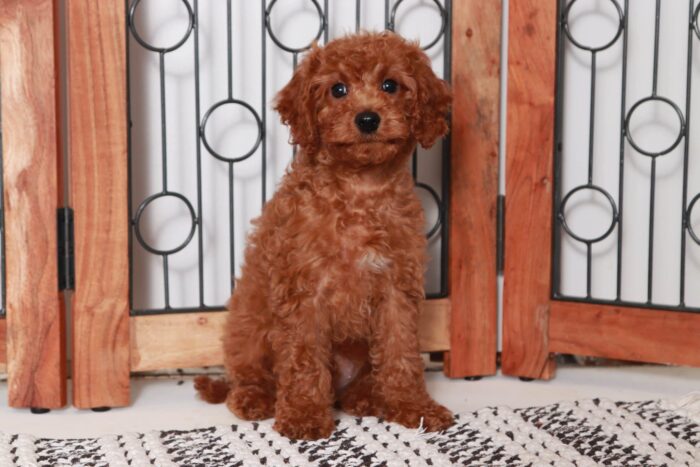 Shaw- Funny Little Red Male F1B Cavapoo Puppy - Image 3