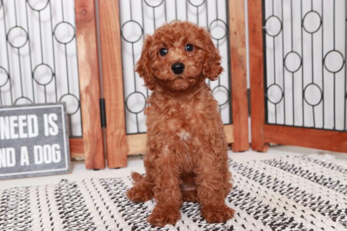 Shaw- Funny Little Red Male F1B Cavapoo Puppy - Image 4