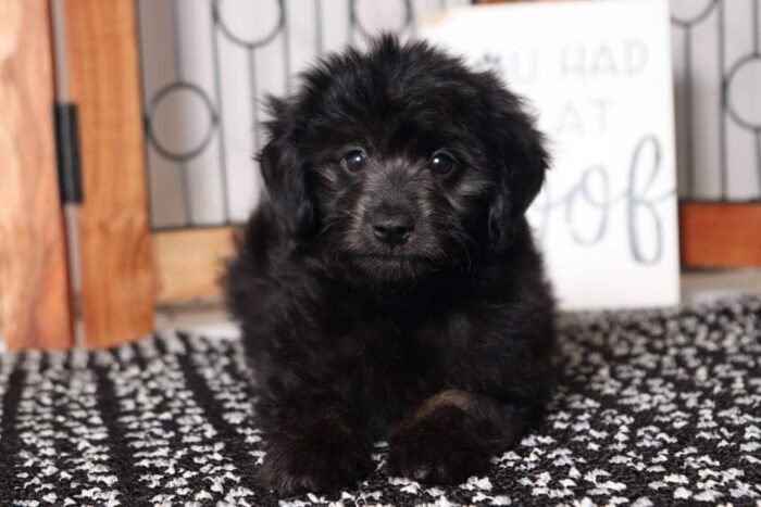 Shelia- Wonderful Little Female Aussie-Poo Puppy
