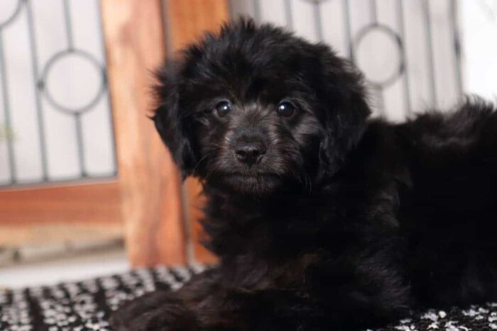 Shelia- Wonderful Little Female Aussie-Poo Puppy - Image 2