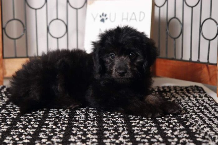 Shelia- Wonderful Little Female Aussie-Poo Puppy - Image 3