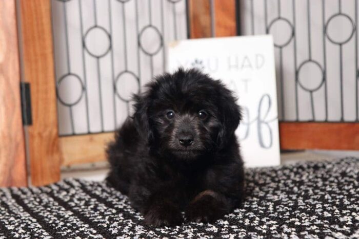 Shelia- Wonderful Little Female Aussie-Poo Puppy - Image 4