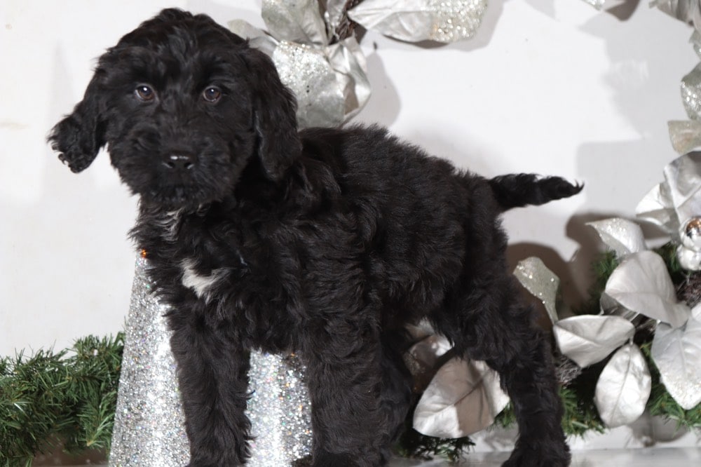 Shelby - Precious BerneDoodle
