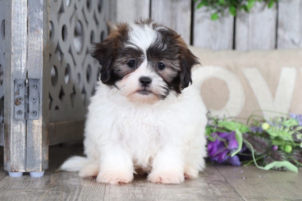 teddy and friends shelby dog