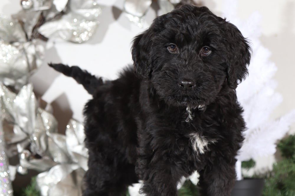 Shelby - Precious BerneDoodle - Image 4