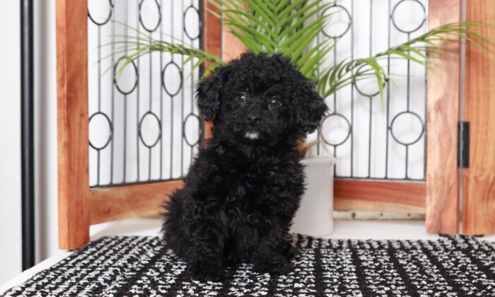Shelly - Beautiful Little Female Poodle Puppy