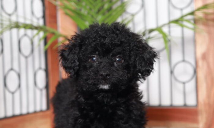 Shelly - Beautiful Little Female Poodle Puppy - Image 2