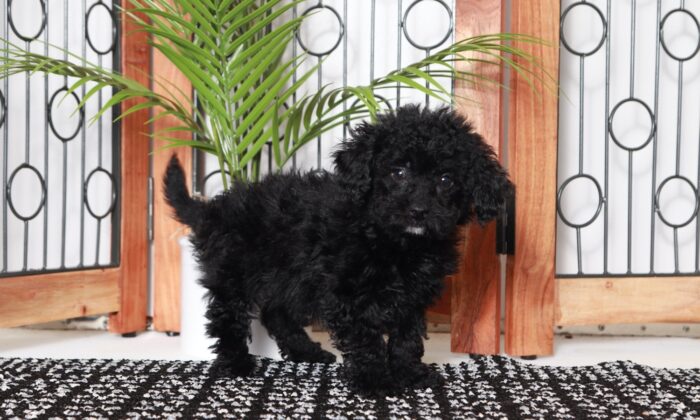 Shelly - Beautiful Little Female Poodle Puppy - Image 3
