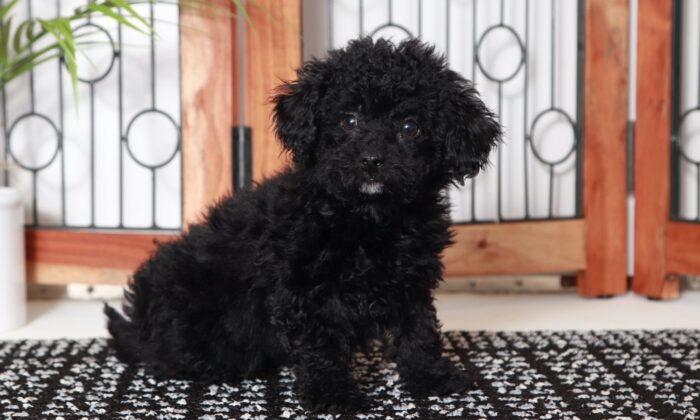 Shelly - Beautiful Little Female Poodle Puppy - Image 4