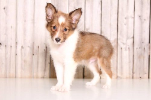 Shetland Sheepdog