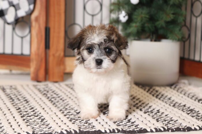 Shepherd- Loving Little Brown/White Teddy Bear Puppy - Image 2